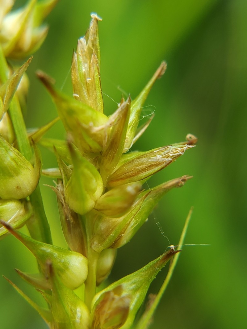 Carex stipata var. stipata photo 5
