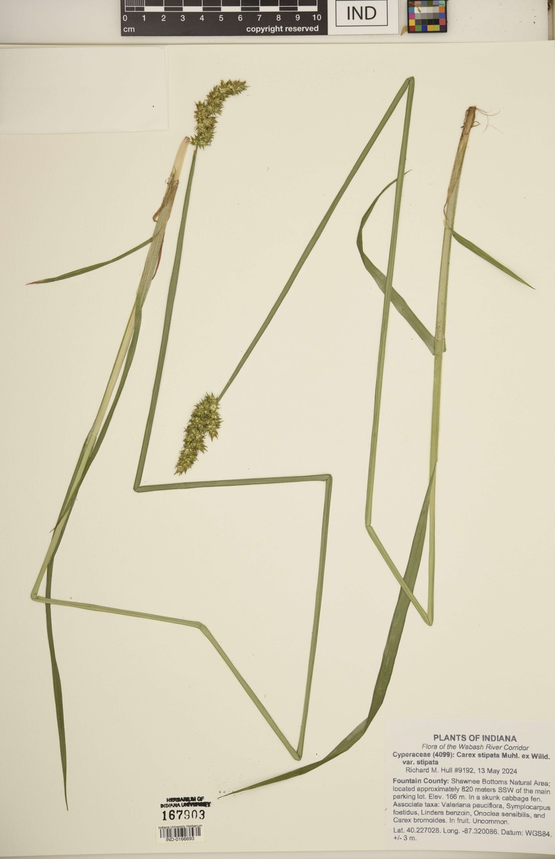 Carex stipata var. stipata photo 6