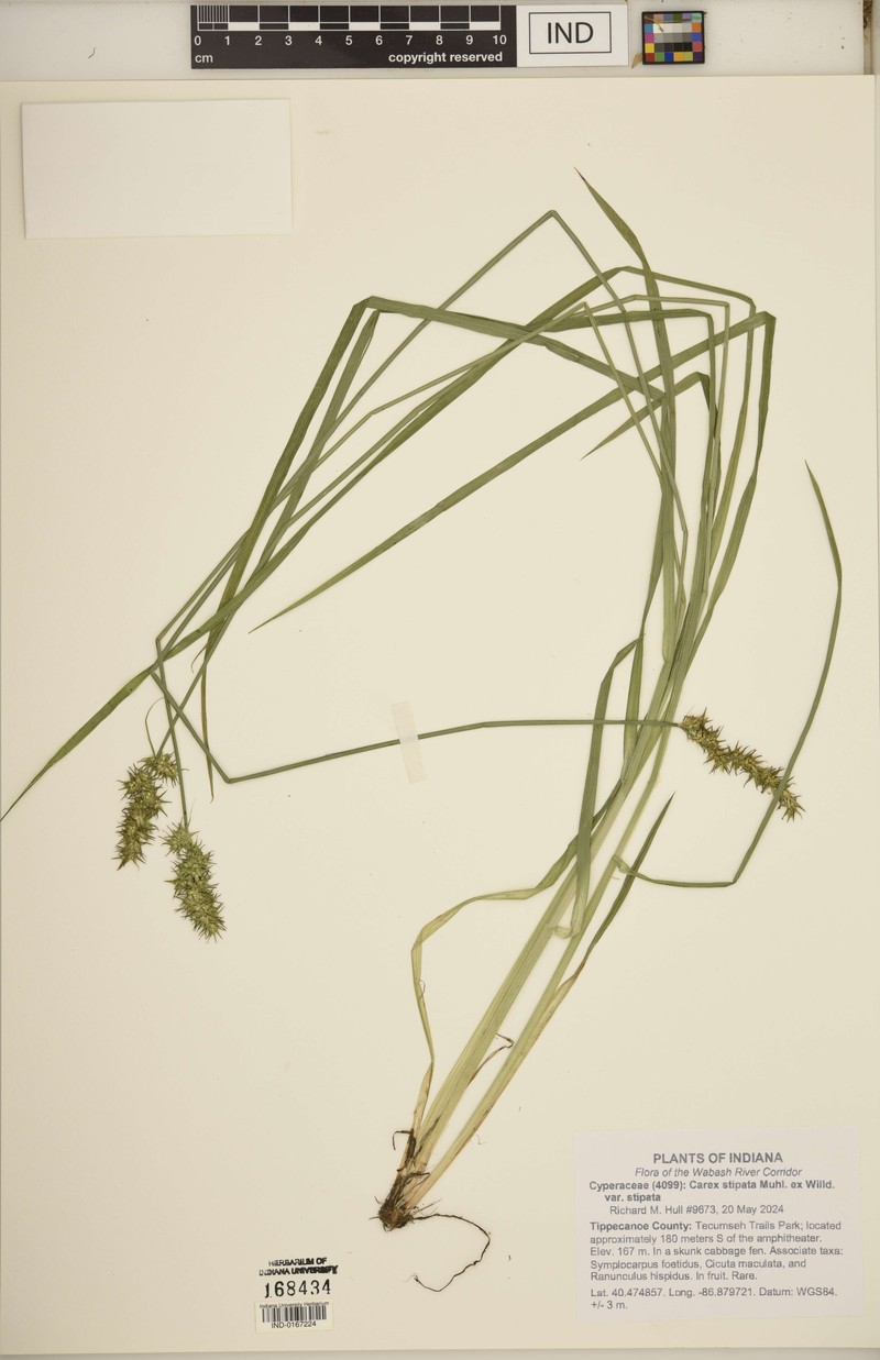 Carex stipata var. stipata photo 7