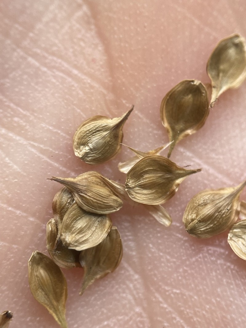 Eastern Straw Sedge