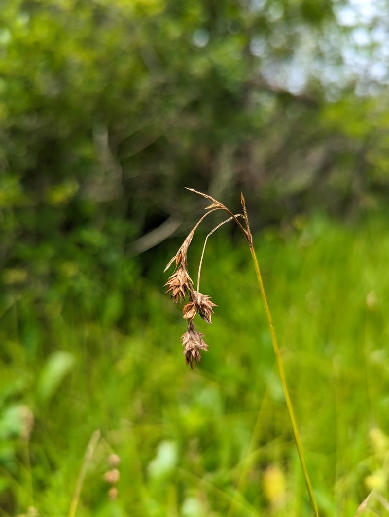 Eastern Straw Sedge photo 2
