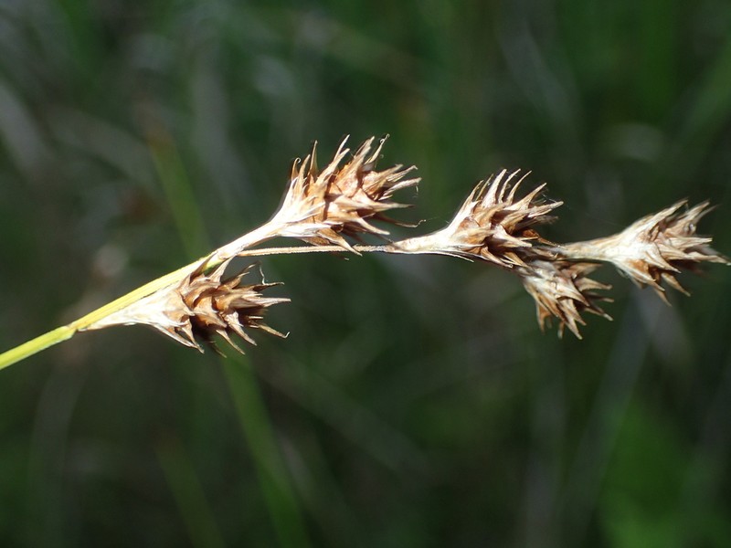 Eastern Straw Sedge photo 3