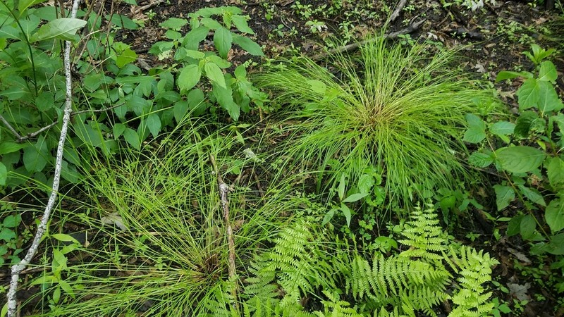 Eastern Straw Sedge photo 4