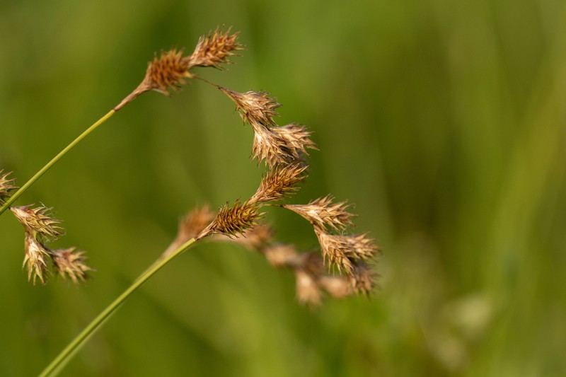 Eastern Straw Sedge photo 5