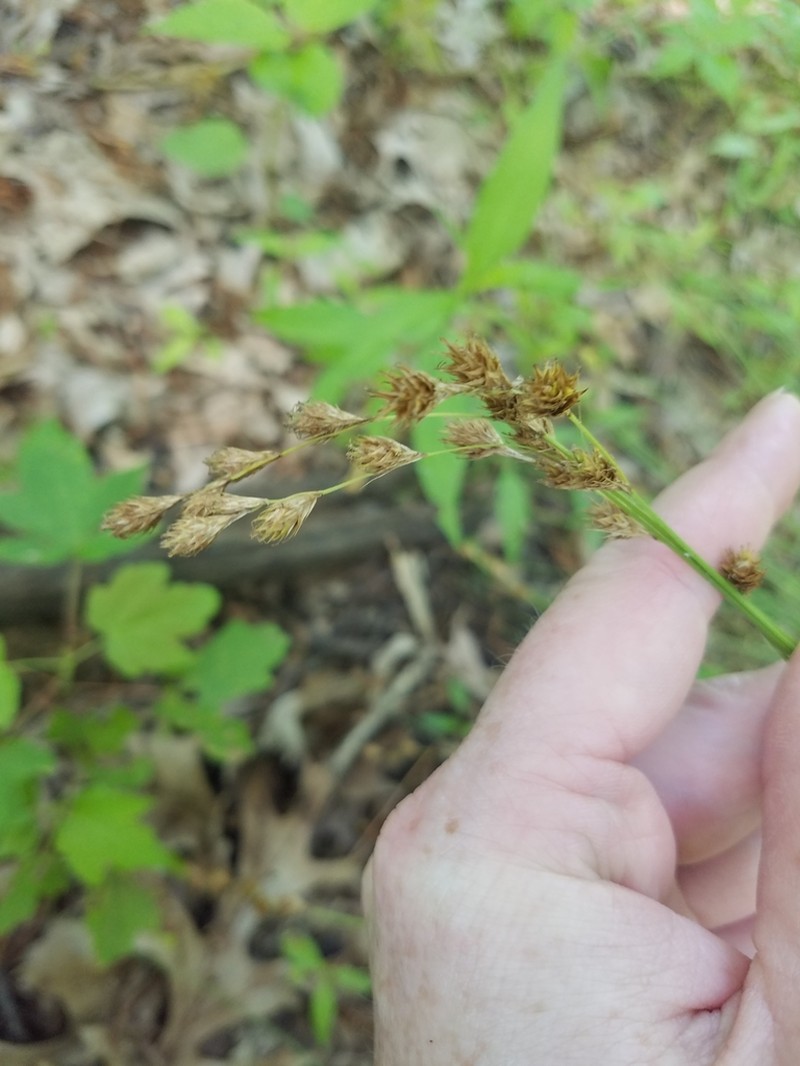 Eastern Straw Sedge photo 6