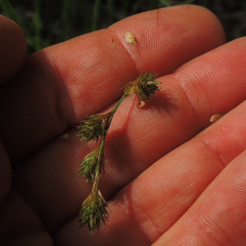 Eastern Straw Sedge photo 7