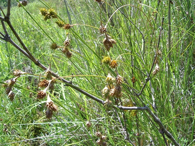 Eastern Straw Sedge photo 8