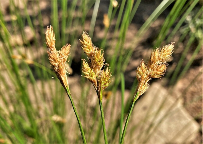 Shasta Sedge