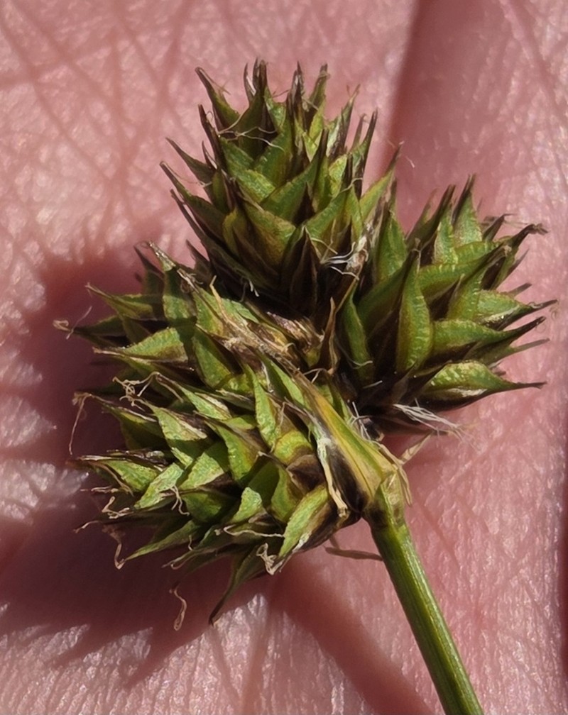 Shasta Sedge photo 3