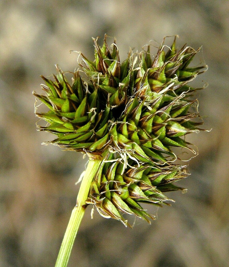 Shasta Sedge photo 5