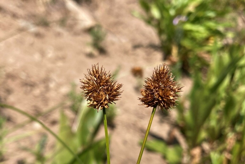 Shasta Sedge photo 7