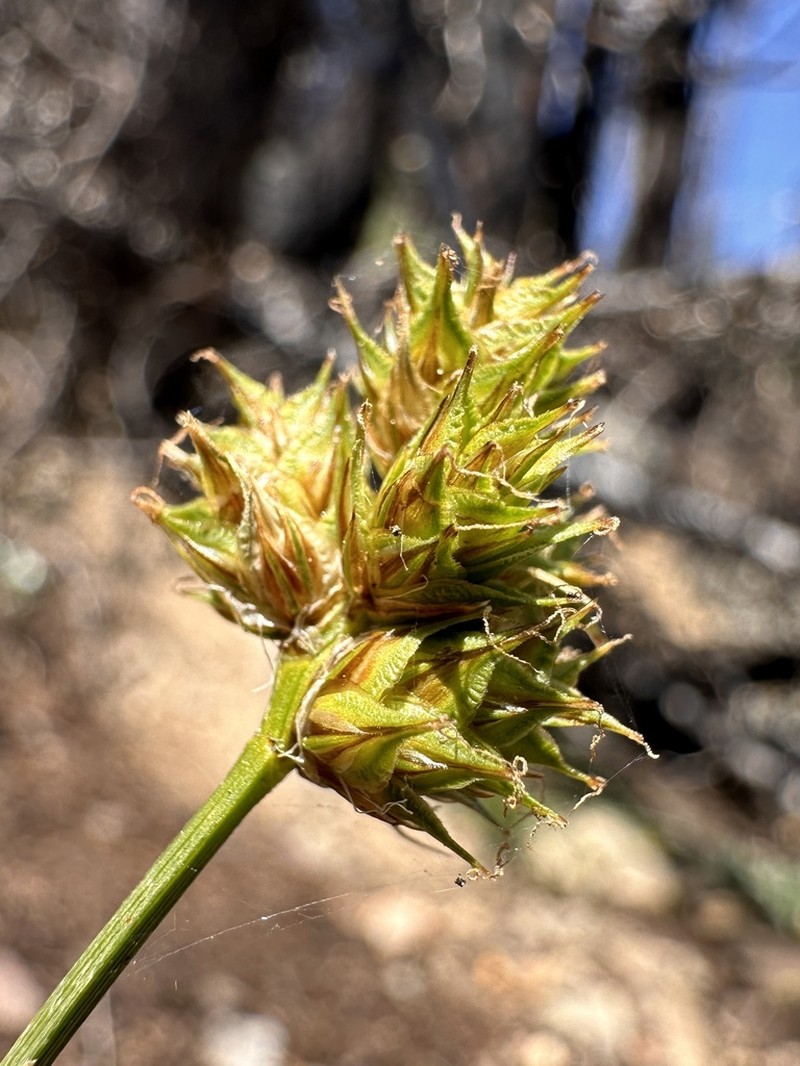 Shasta Sedge photo 8