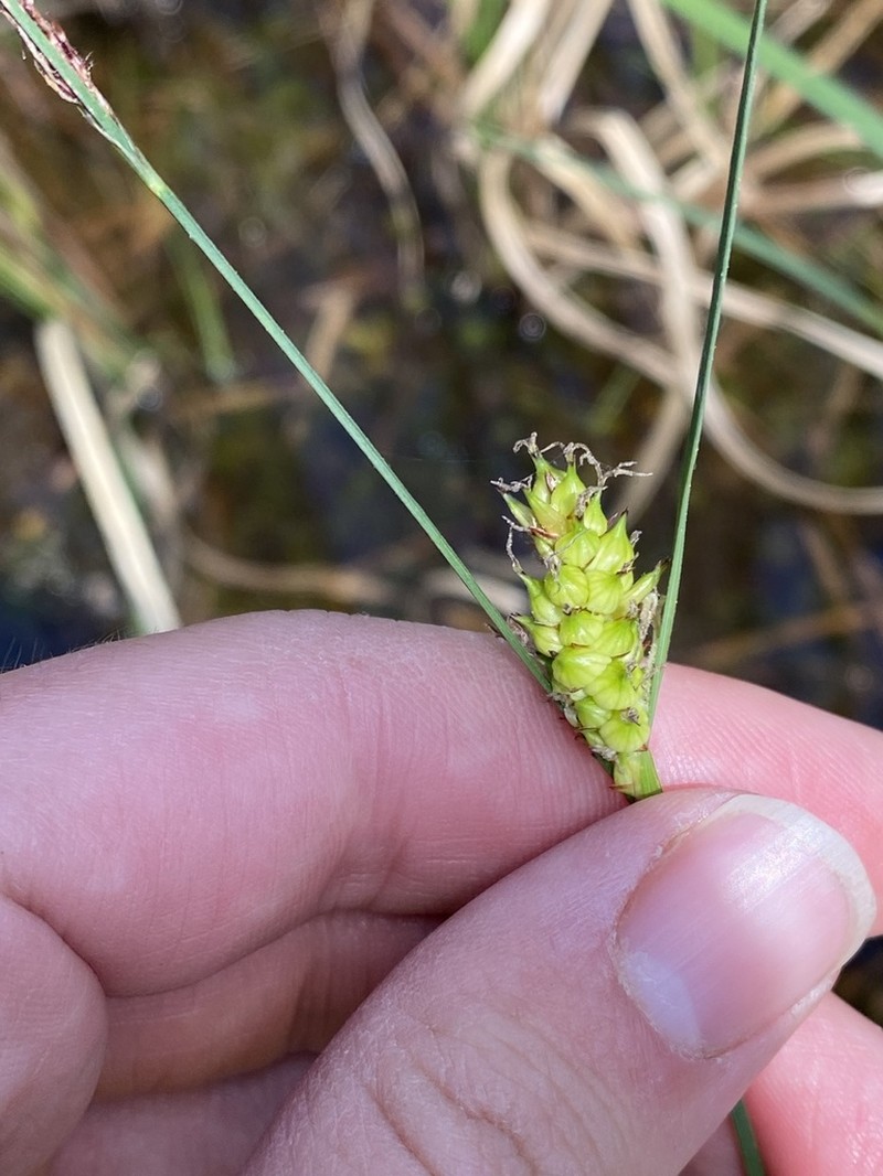 Walter's Sedge