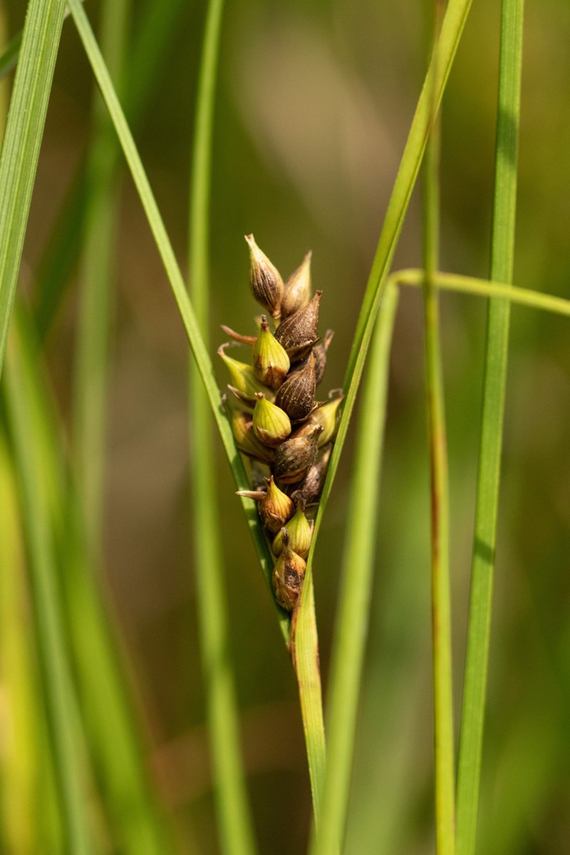 Walter's Sedge photo 2