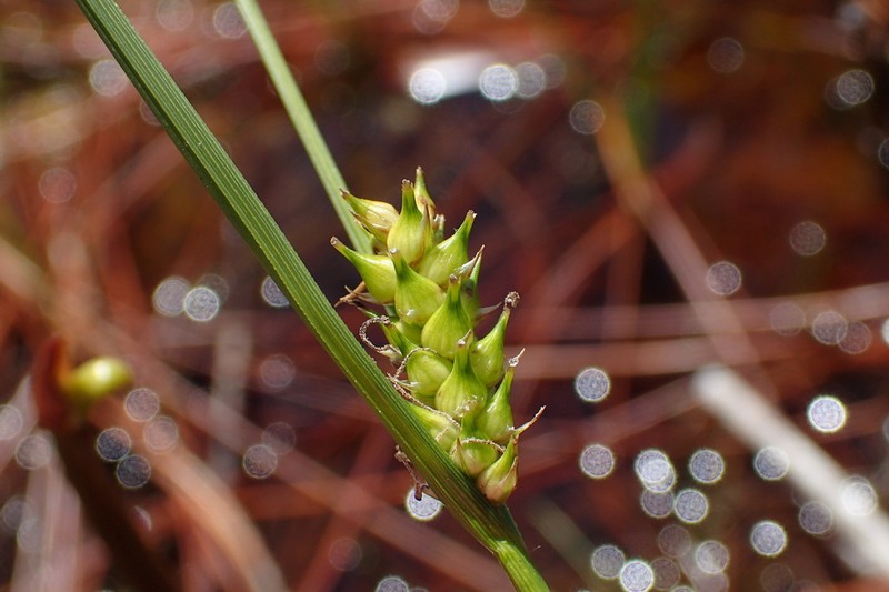 Walter's Sedge photo 3