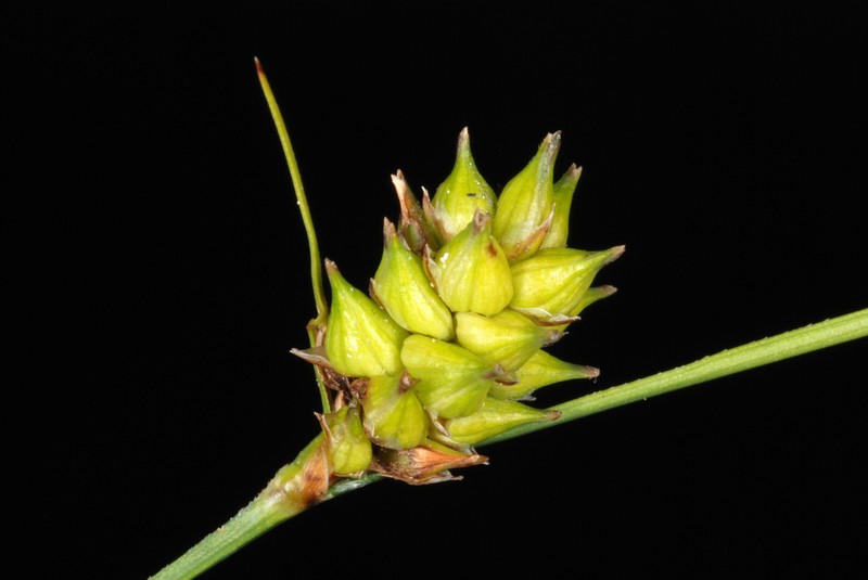 Walter's Sedge photo 4