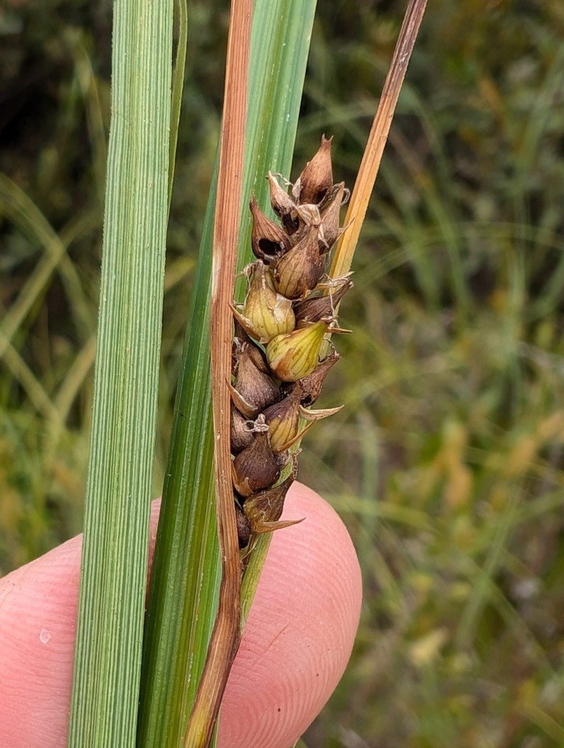 Walter's Sedge photo 5