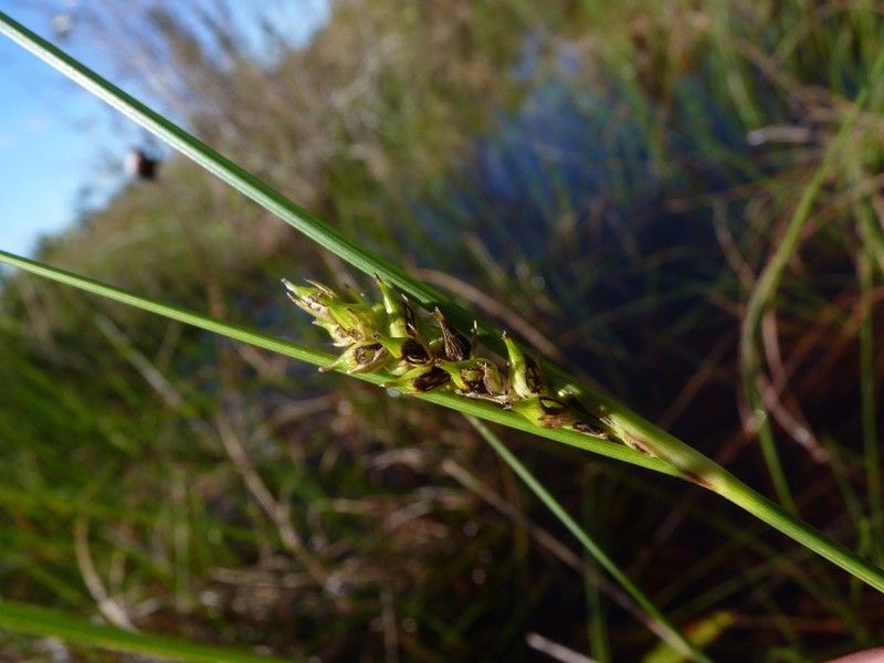 Walter's Sedge photo 6