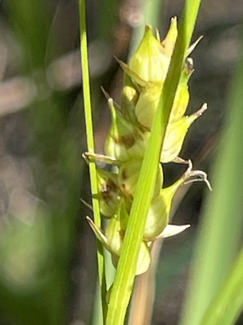 Walter's Sedge photo 7