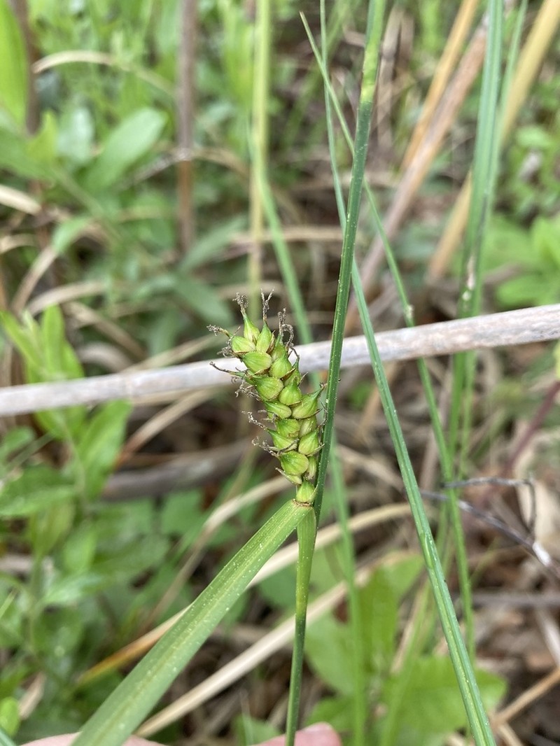 Walter's Sedge photo 8