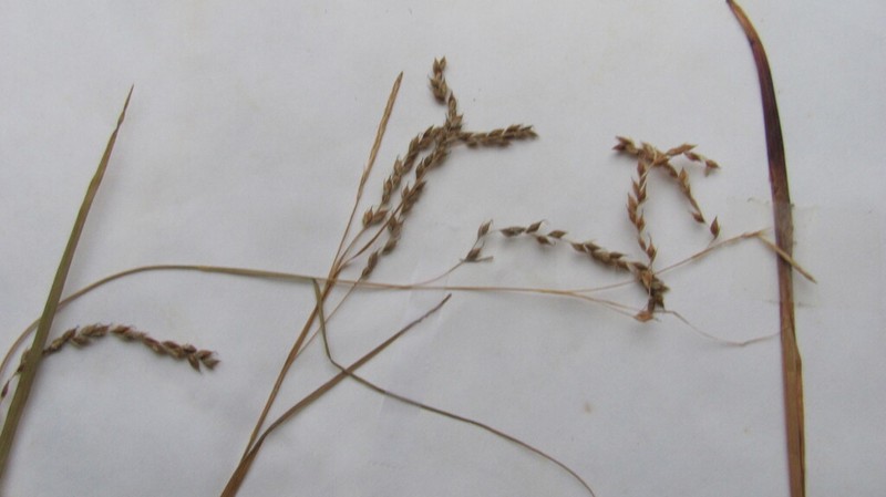 Lined Sedge