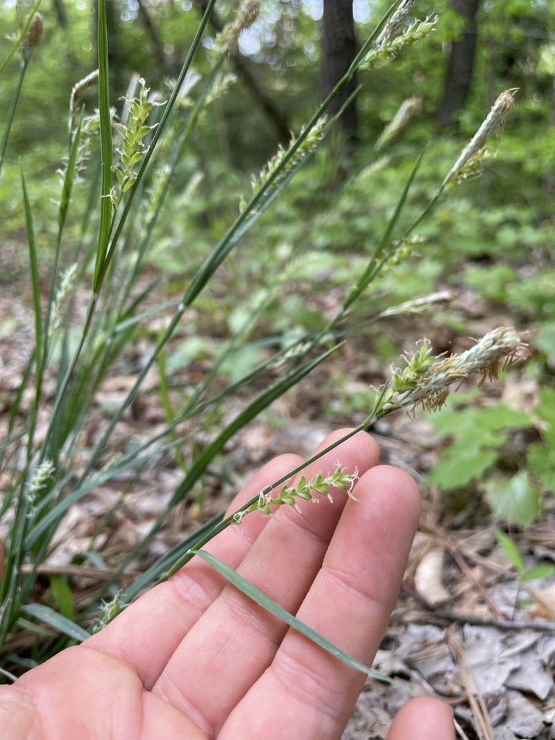 Lined Sedge photo 2