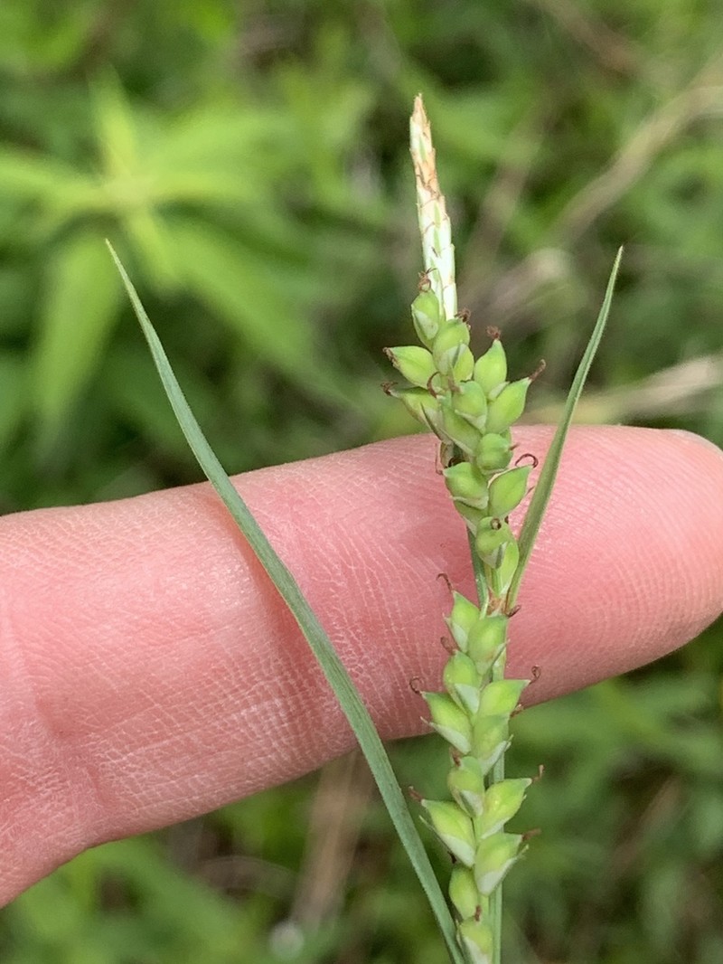 Lined Sedge photo 3
