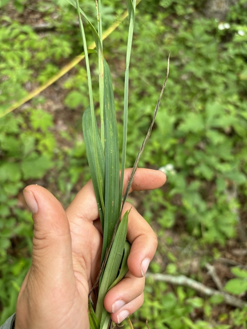 Lined Sedge photo 4