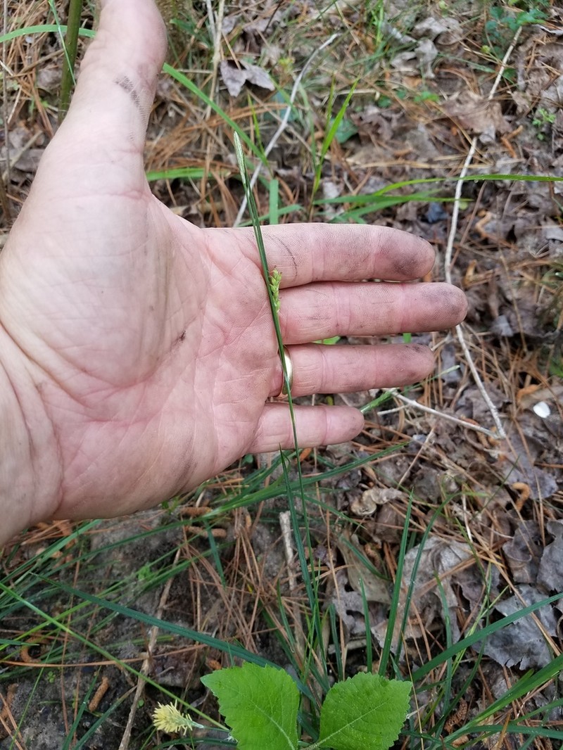 Lined Sedge photo 5