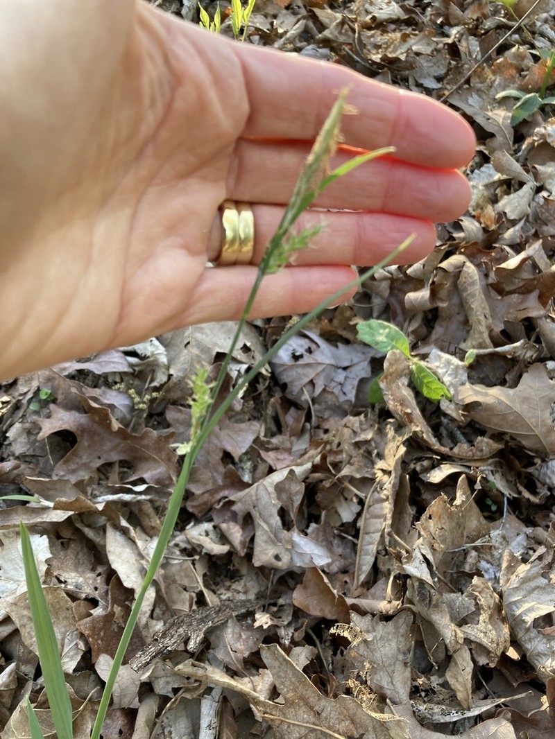 Lined Sedge photo 6