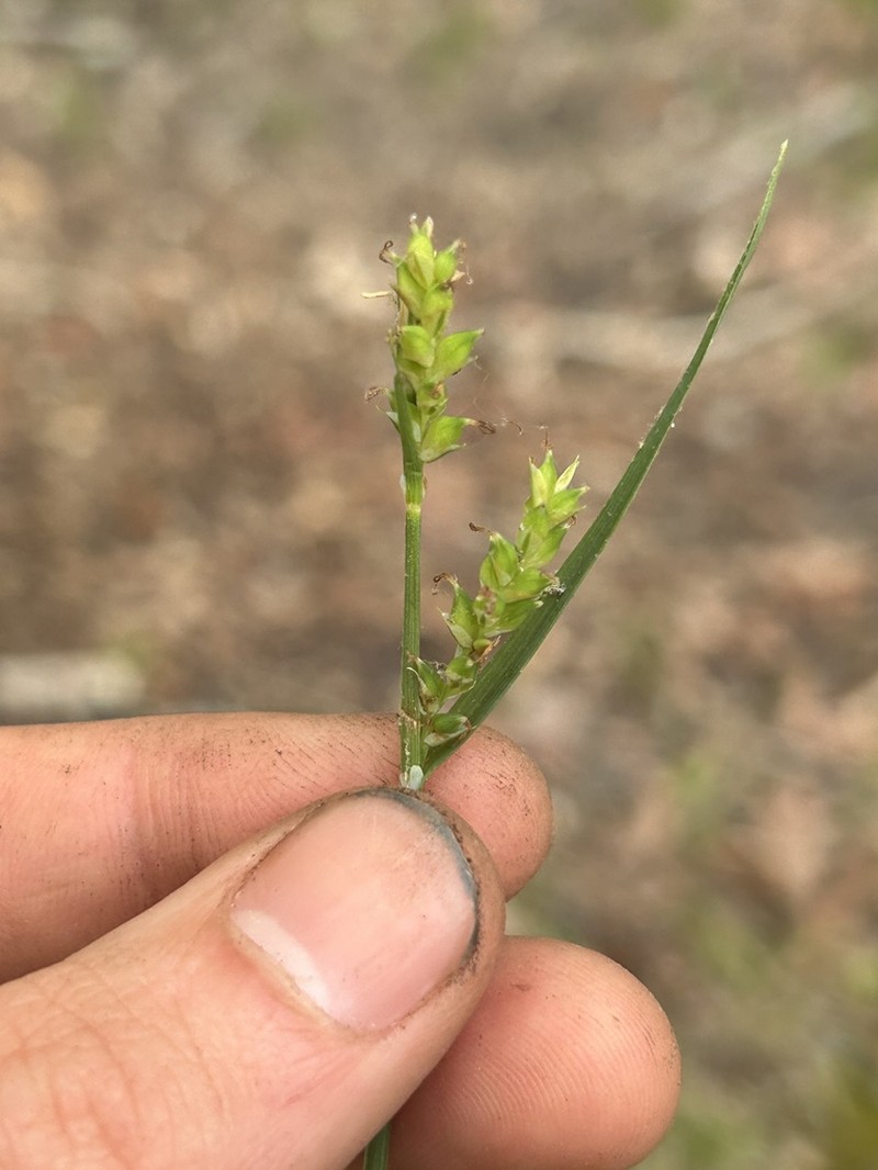 Lined Sedge photo 7