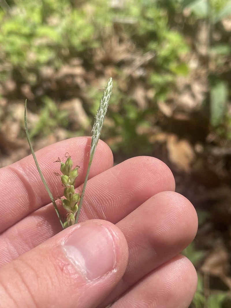Lined Sedge photo 8