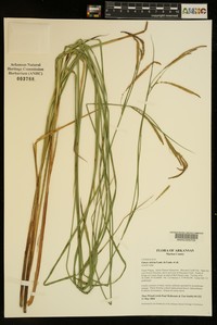 Upright Sedge