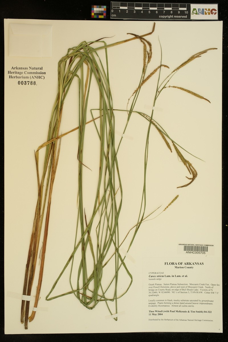 Upright Sedge