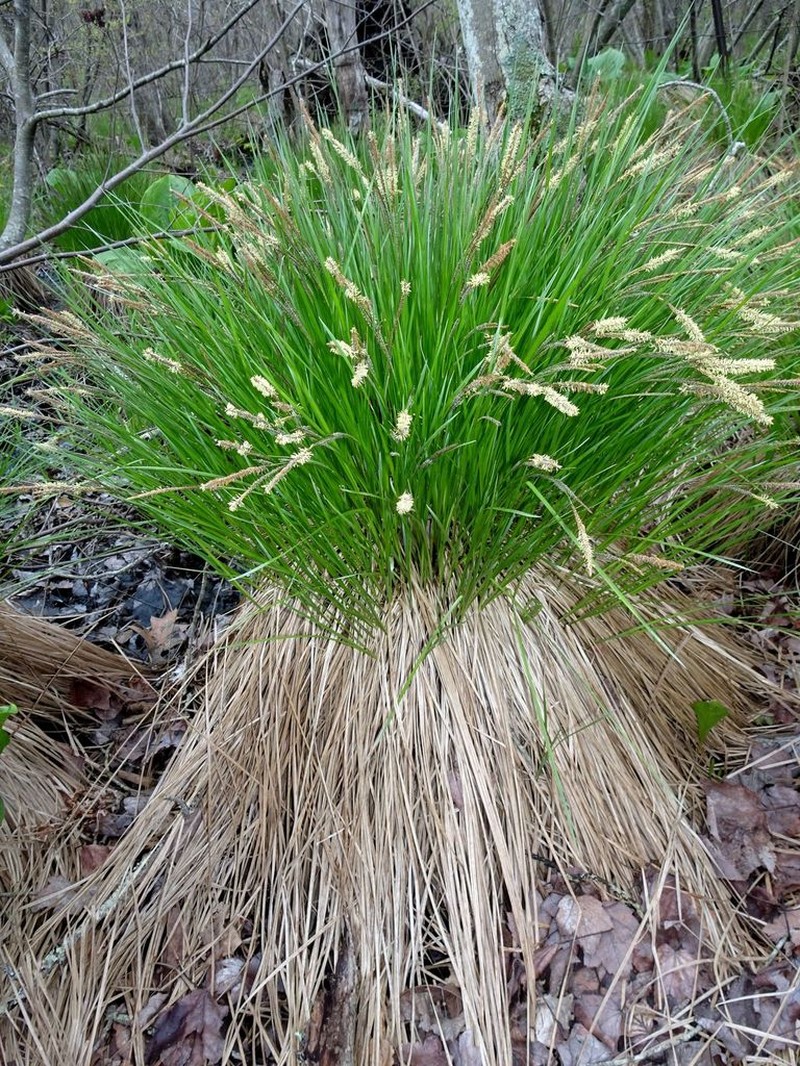Upright Sedge photo 2