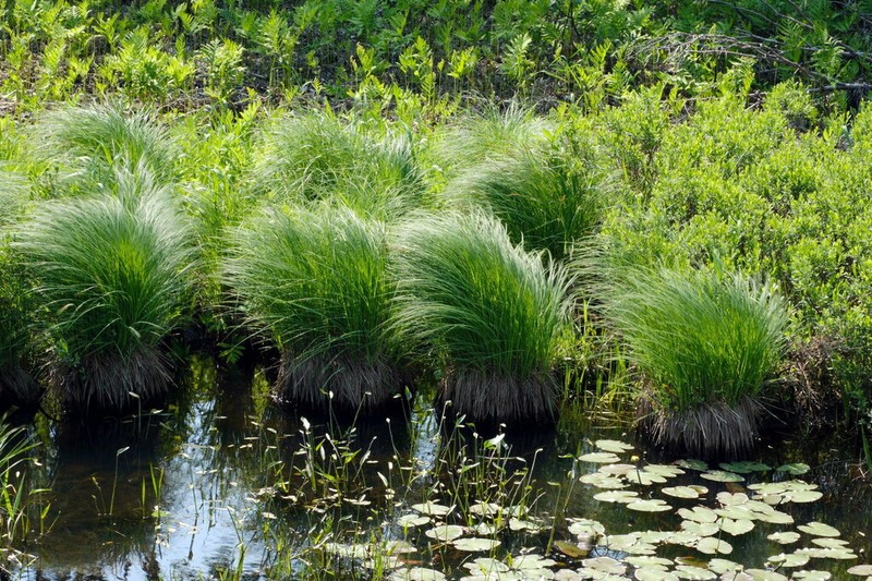 Upright Sedge photo 3