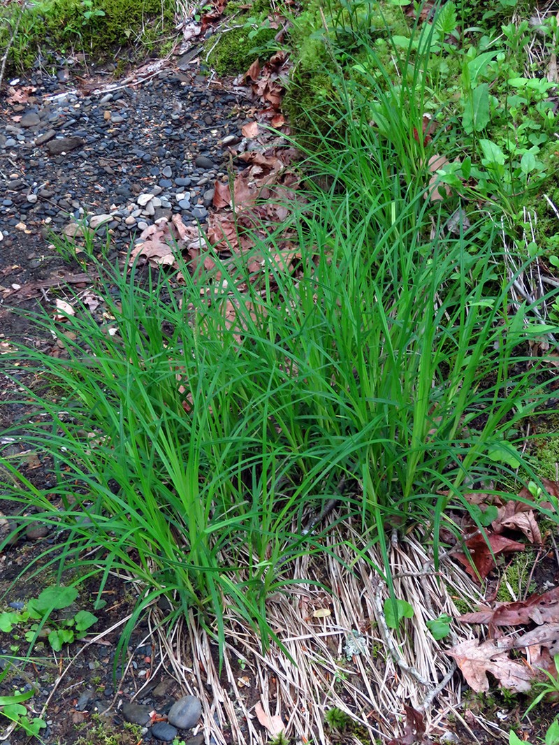 Upright Sedge photo 4