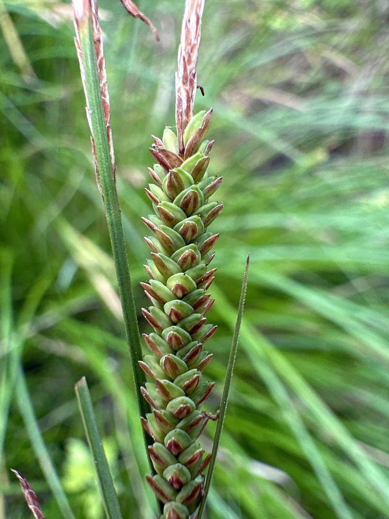 Upright Sedge photo 5