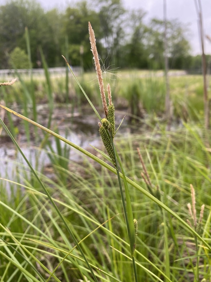 Upright Sedge photo 6