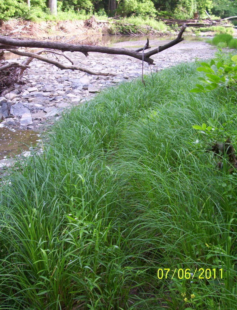 Upright Sedge photo 7
