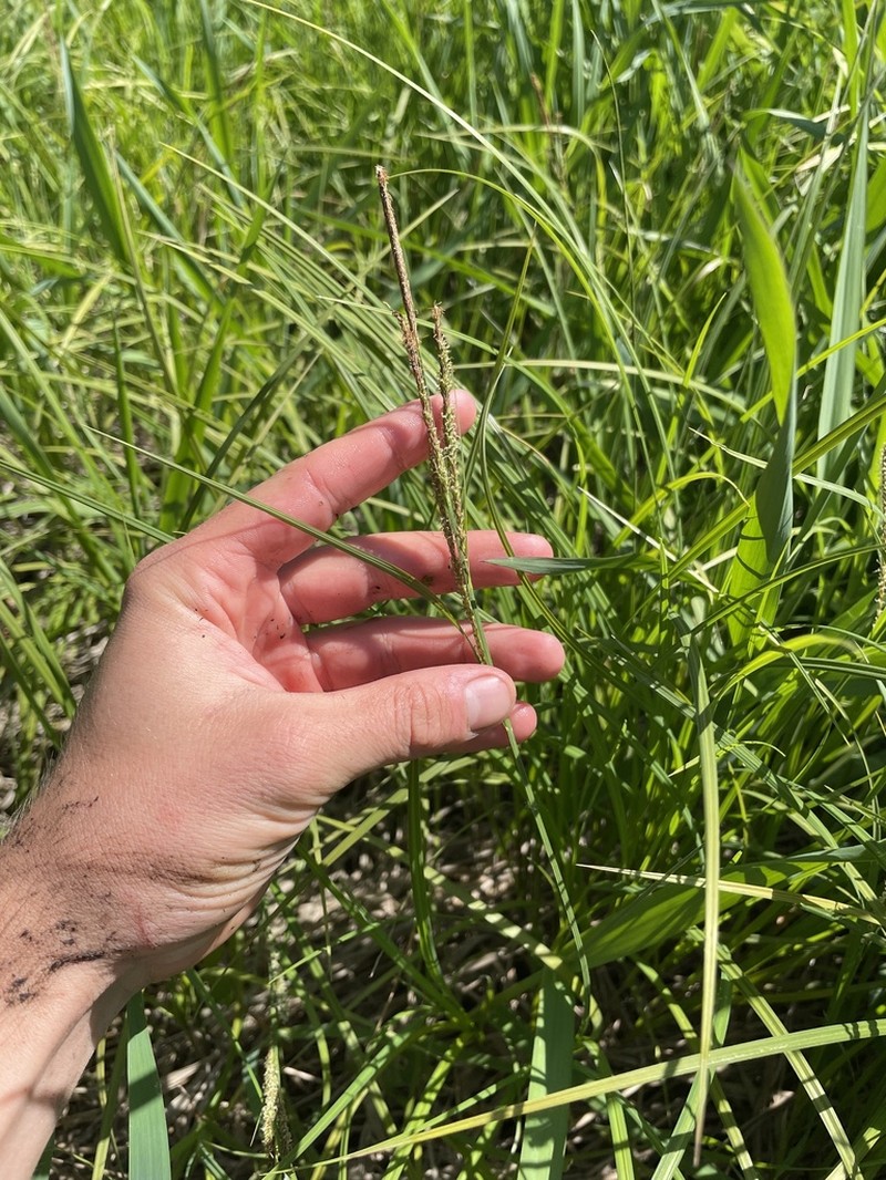 Upright Sedge photo 8
