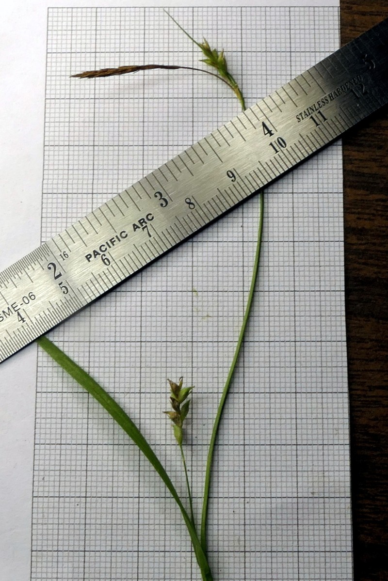 Bent Sedge
