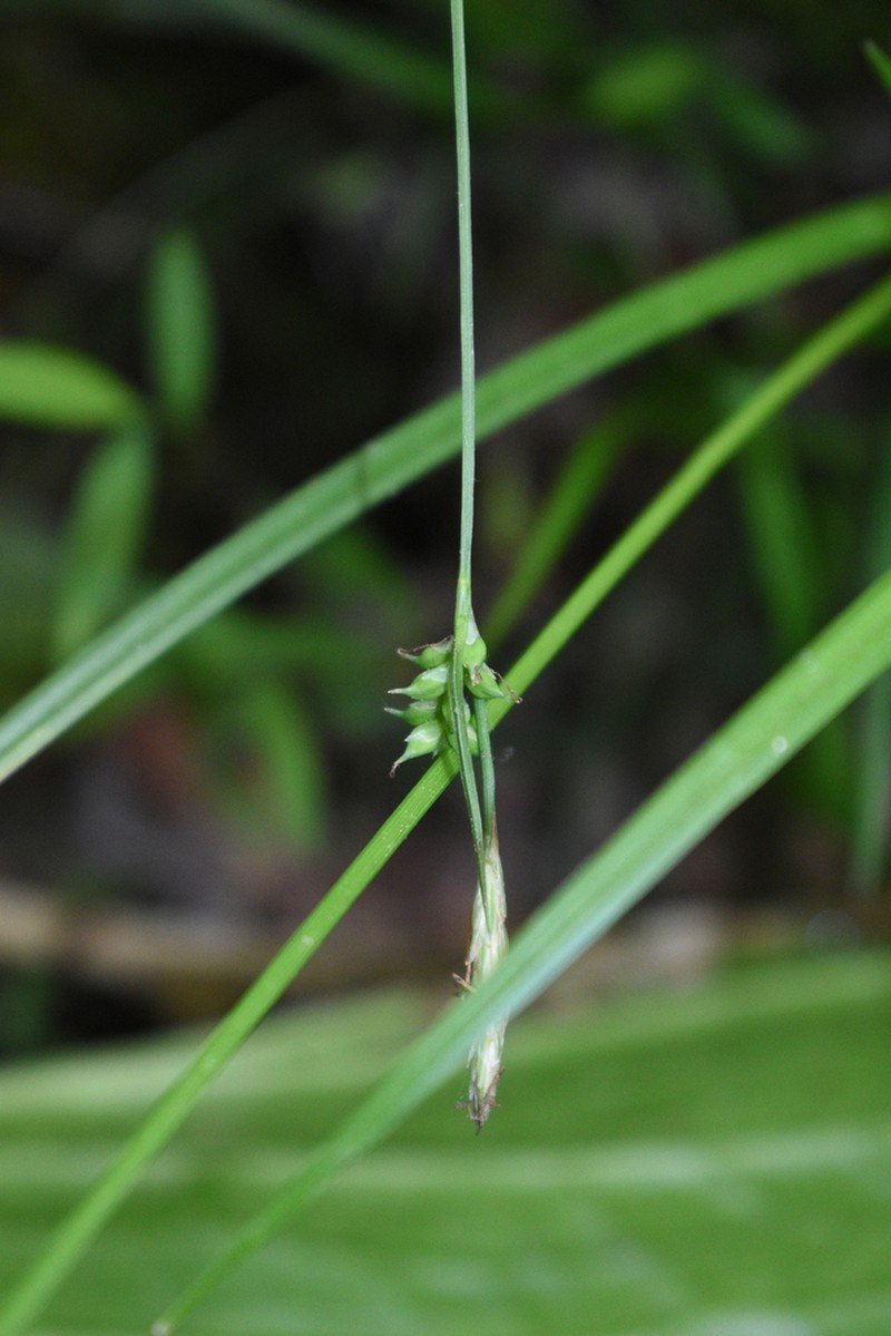 Bent Sedge photo 2