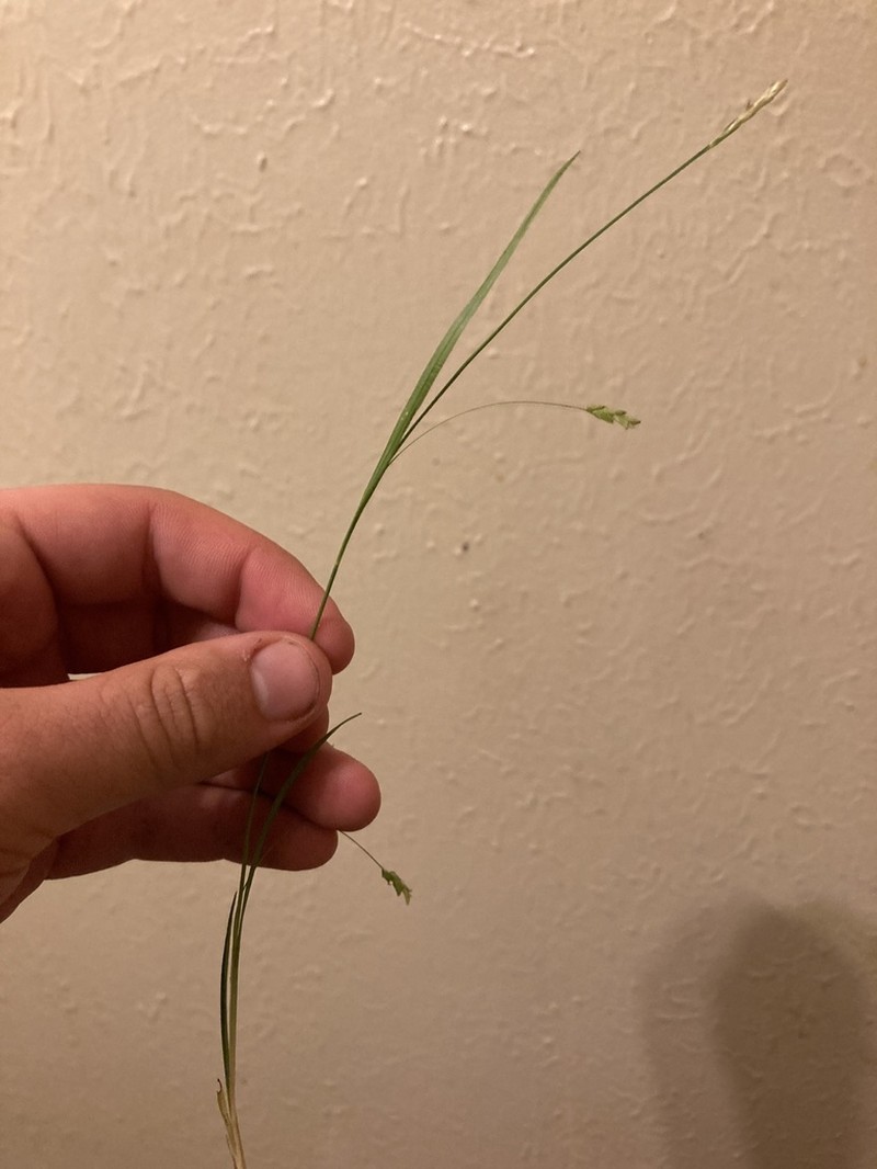 Bent Sedge photo 3