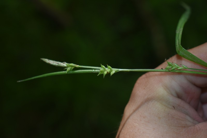 Bent Sedge photo 4