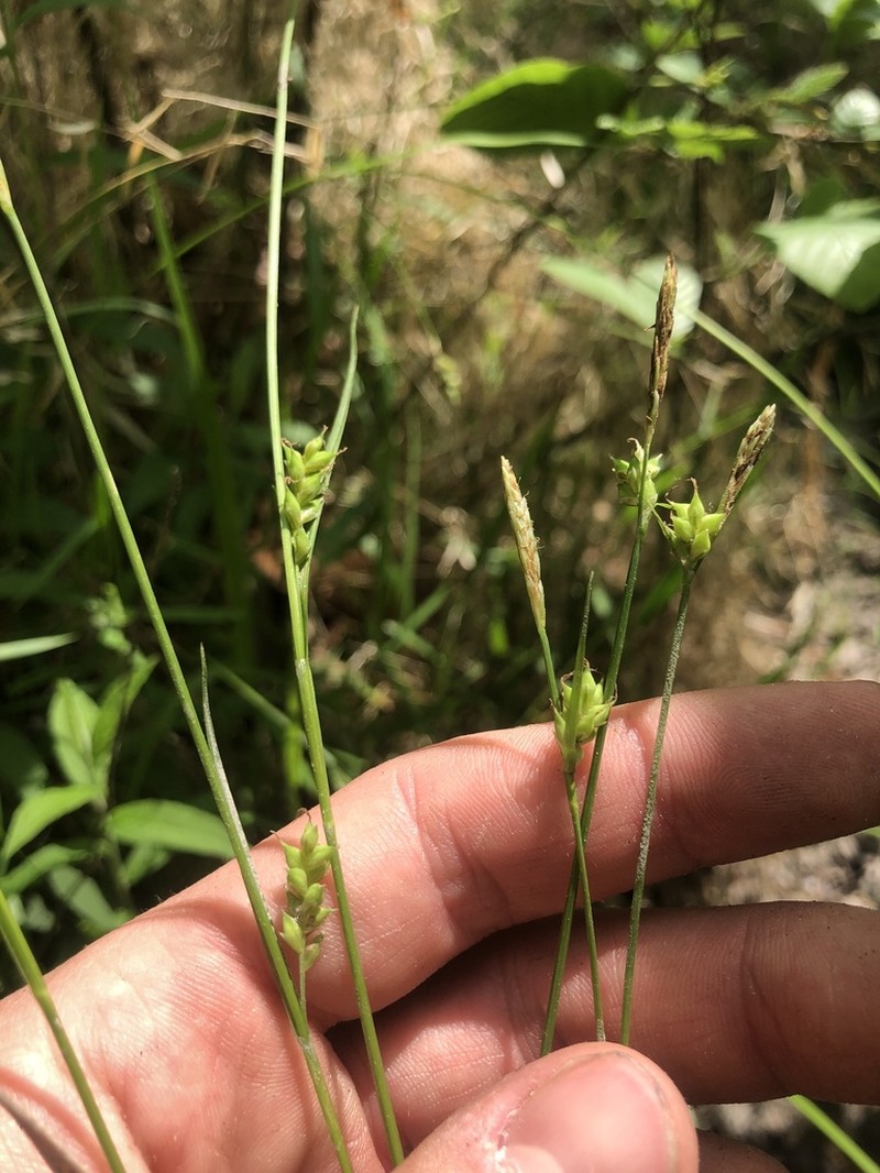 Bent Sedge photo 5