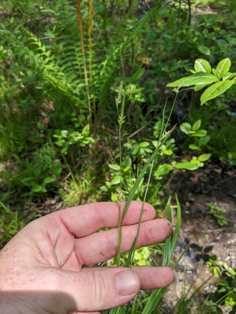 Bent Sedge photo 6