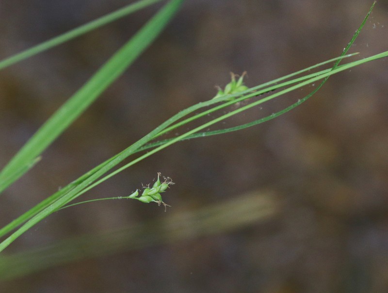 Bent Sedge photo 7