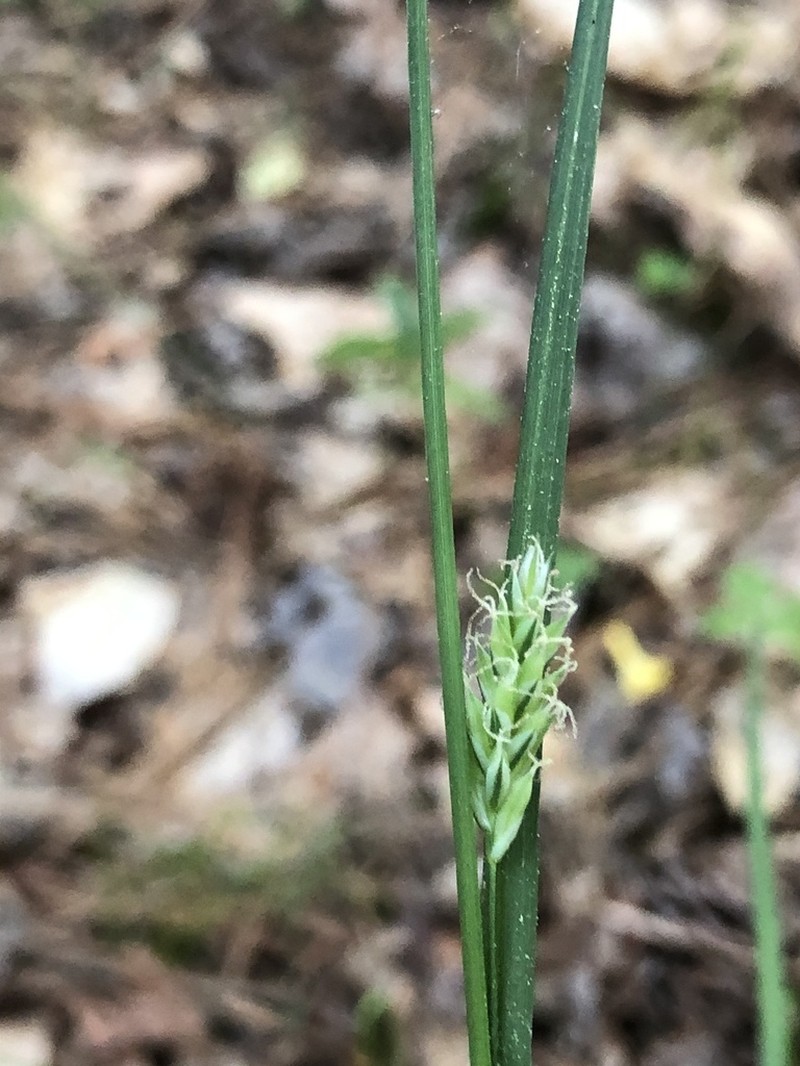Bent Sedge photo 8