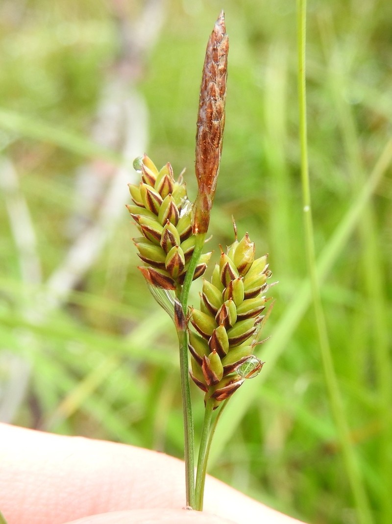 Variegated Sedge